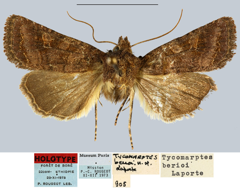 /filer/webapps/moths/media/images/B/berioi_Tycomarptes_HT_MNHN.jpg