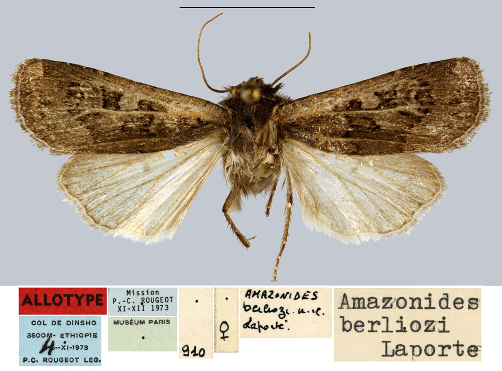 /filer/webapps/moths/media/images/B/berliozi_Amazonides_AT_MNHN.jpg