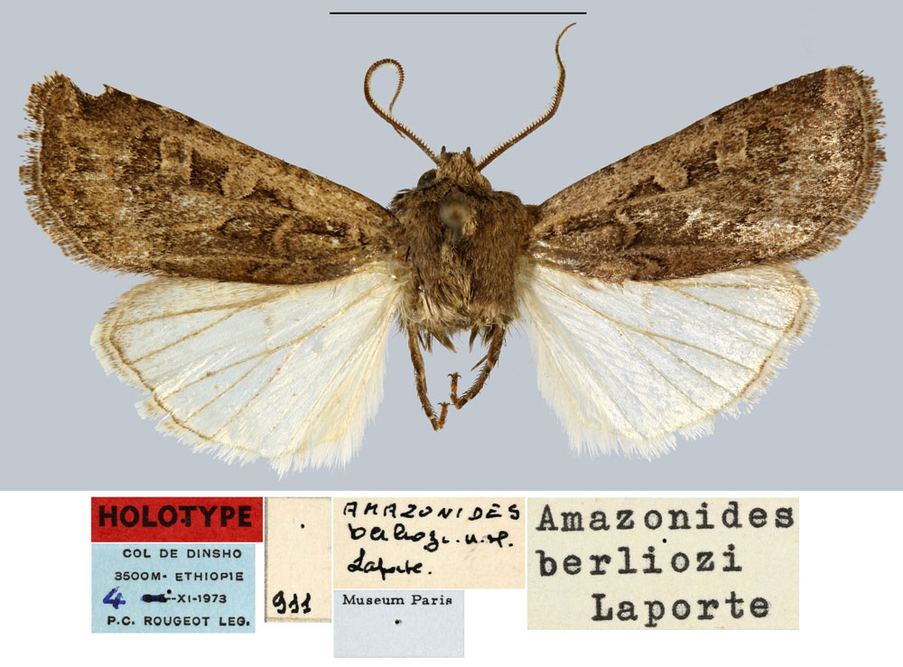 /filer/webapps/moths/media/images/B/berliozi_Amazonides_HT_MNHN.jpg