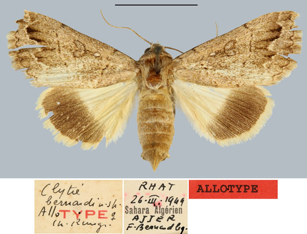 /filer/webapps/moths/media/images/B/bernardi_Clytie_AT_MNHN.jpg