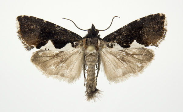 /filer/webapps/moths/media/images/B/bernardi_Dracontogena_A_KSund_01.jpg