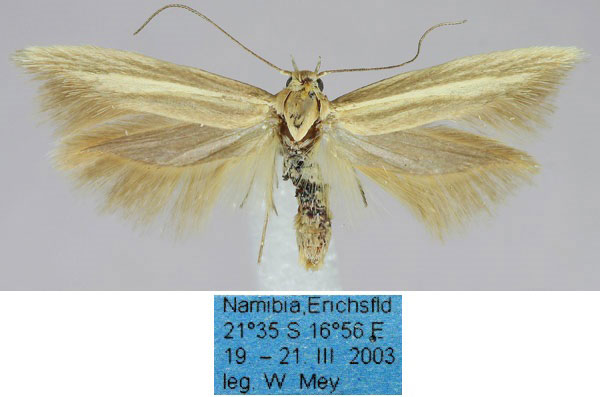 /filer/webapps/moths/media/images/B/bernardi_Scythris_HT_ZMHB_z7E4gMF.jpg