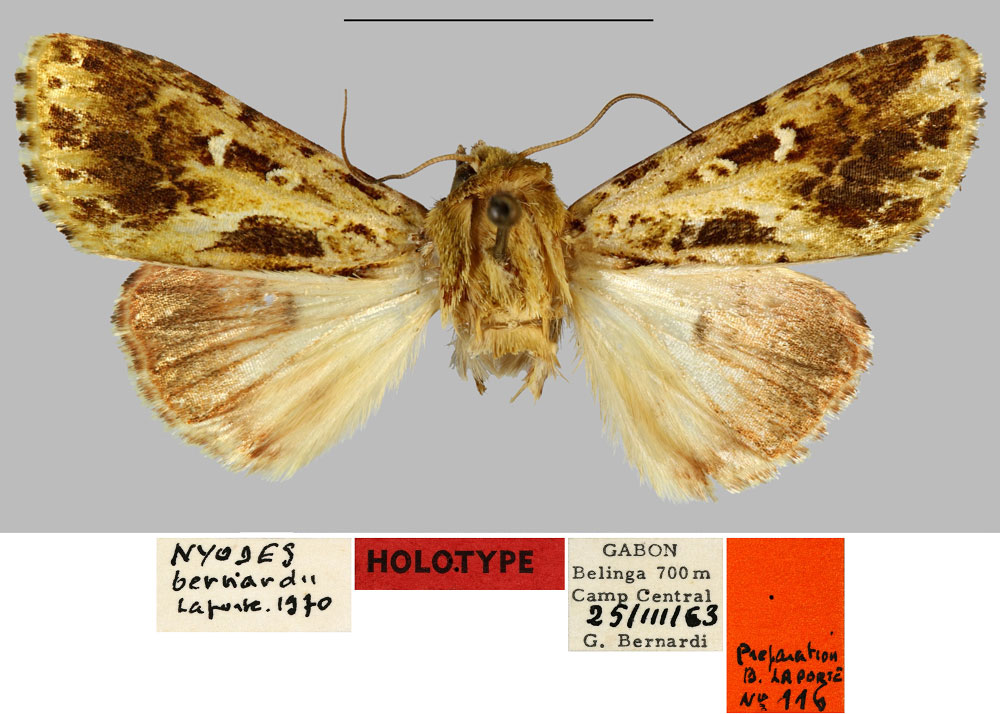 /filer/webapps/moths/media/images/B/bernardii_Nyodes_HT_MNHN.jpg