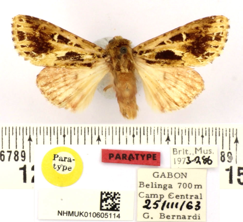 /filer/webapps/moths/media/images/B/bernardii_Nyodes_PT_BMNH.jpg