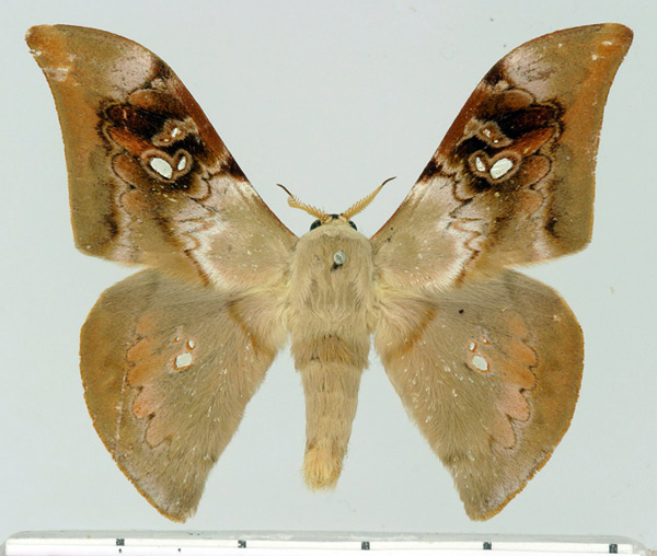 /filer/webapps/moths/media/images/B/bernardii_Orthogonioptilum_AM_Basquin.jpg