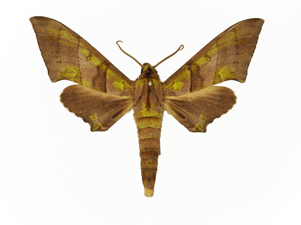 /filer/webapps/moths/media/images/B/bernardii_Polyptychus_AM_Basquin_01.jpg