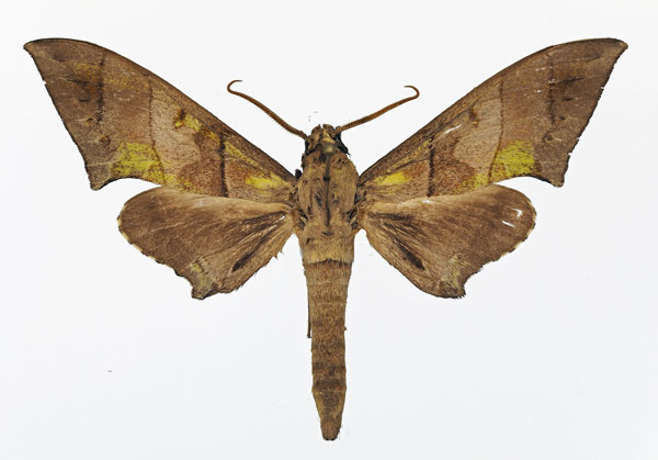 /filer/webapps/moths/media/images/B/bernardii_Polyptychus_AM_Basquin_02.jpg