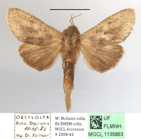 /filer/webapps/moths/media/images/B/bernardii_Scalmicauda_A_MGCLa_02.JPG