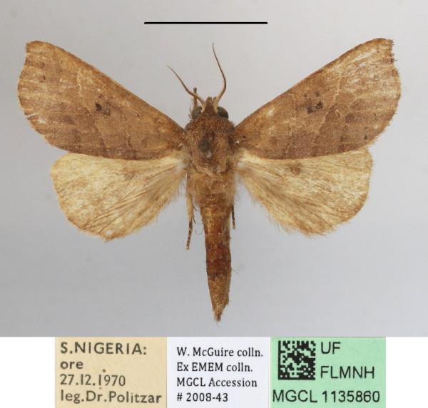/filer/webapps/moths/media/images/B/bernardii_Scalmicauda_A_MGCLa_03.JPG
