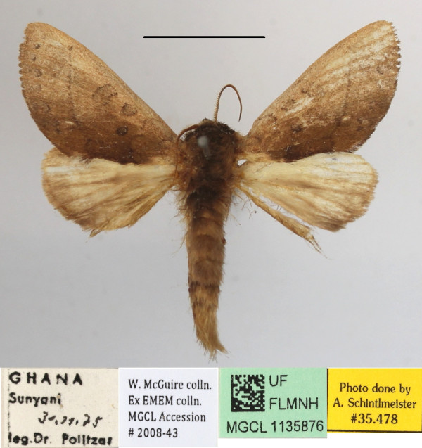 /filer/webapps/moths/media/images/B/bernardii_Scalmicauda_A_MGCLa_04.JPG