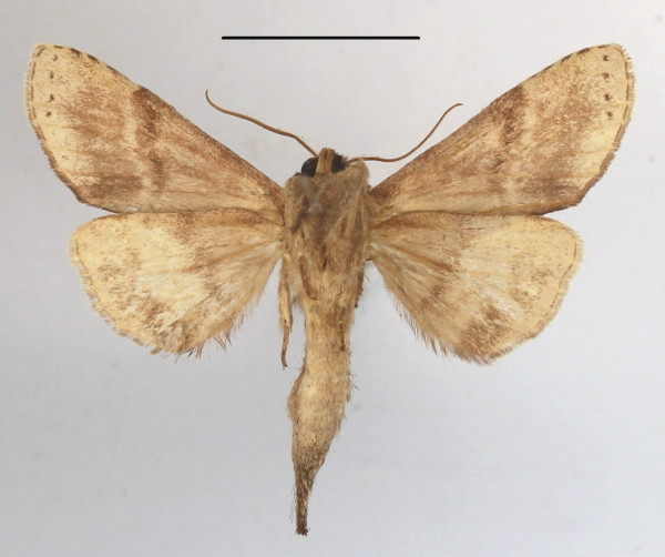 /filer/webapps/moths/media/images/B/bernardii_Scalmicauda_A_MGCLb_01.JPG