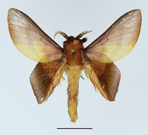 /filer/webapps/moths/media/images/B/bernardii_Sonitha_AM_Basquin_01.jpg