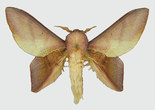 /filer/webapps/moths/media/images/B/bernardii_Sonitha_HT_MNHN.jpg