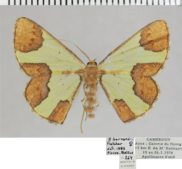 /filer/webapps/moths/media/images/B/bernardii_Zamarada_AF_ZSM.jpg