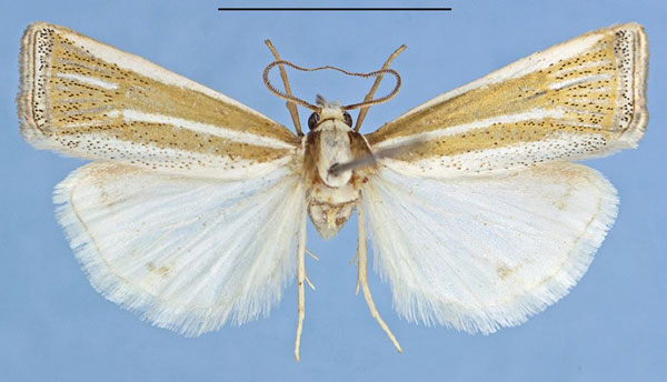 /filer/webapps/moths/media/images/B/bernardlandryi_Afroromieuxia_HT_MHNG.jpg