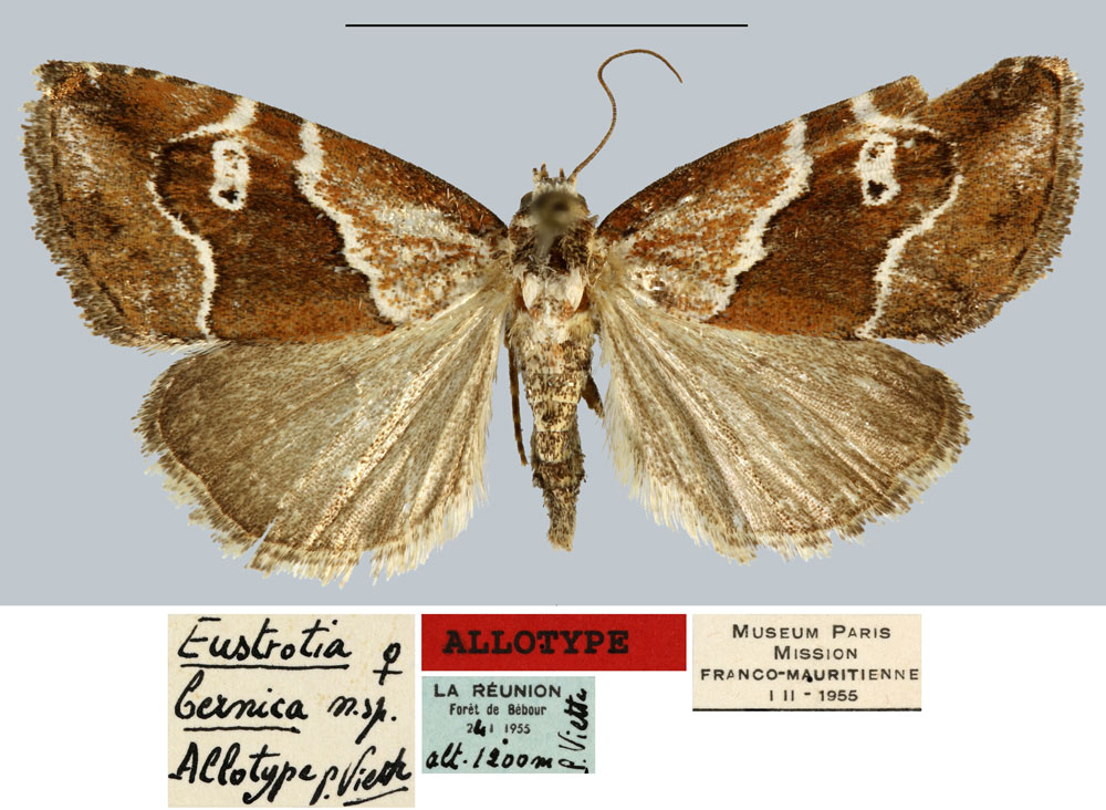 /filer/webapps/moths/media/images/B/bernica_Eustrotia_AT_MNHN.jpg