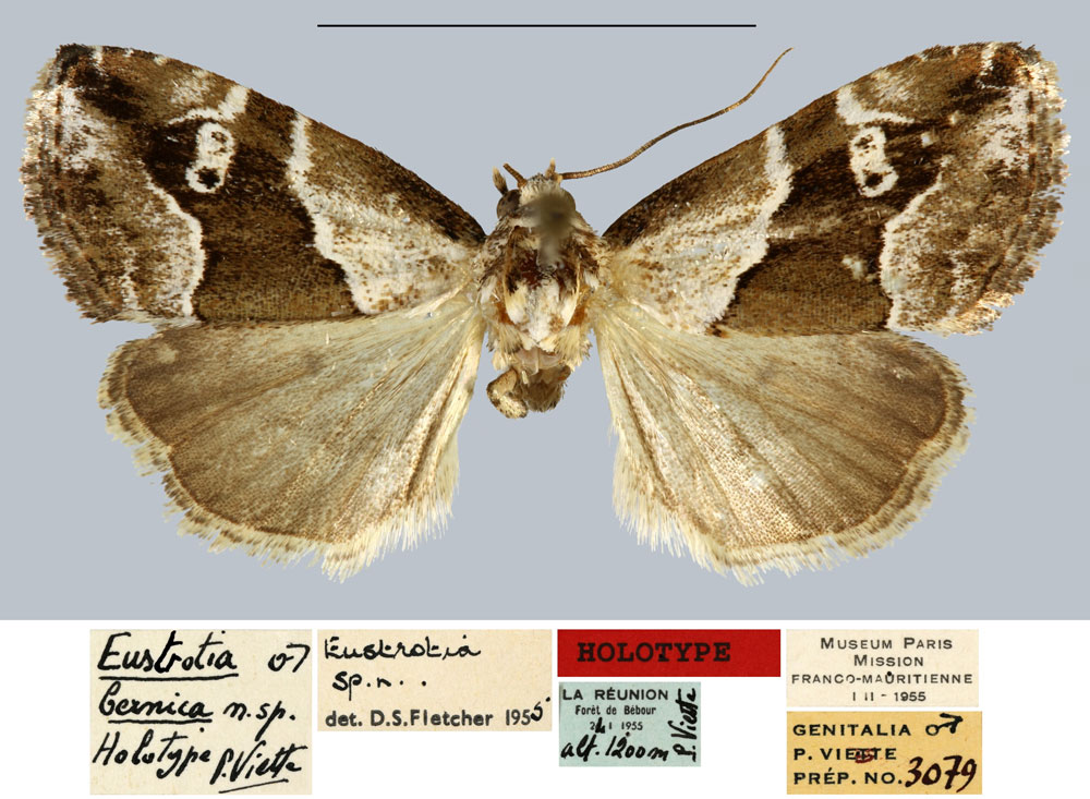 /filer/webapps/moths/media/images/B/bernica_Eustrotia_HT_MNHN.jpg