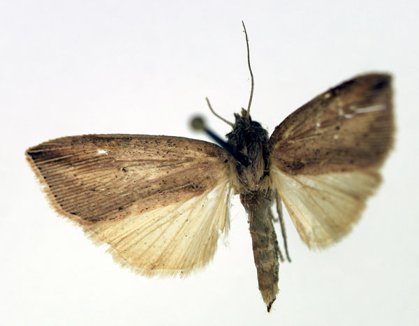 /filer/webapps/moths/media/images/B/bertha_Leucania_AF_Aulombard.jpg