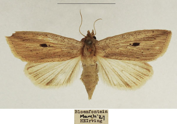 /filer/webapps/moths/media/images/B/bertha_Leucania_AF_TMSA.jpg