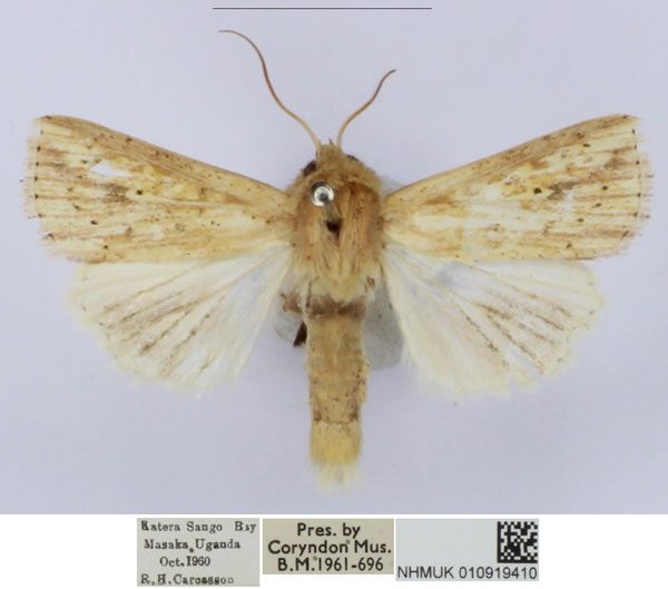 /filer/webapps/moths/media/images/B/bertha_Leucania_AM_BMNH_01_AnHuu3r.jpg