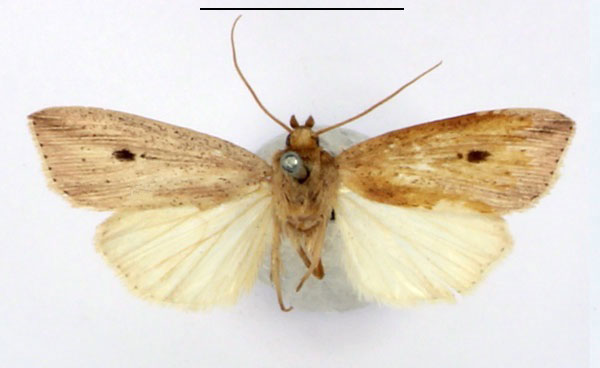 /filer/webapps/moths/media/images/B/bertha_Leucania_AM_BMNH_02.jpg