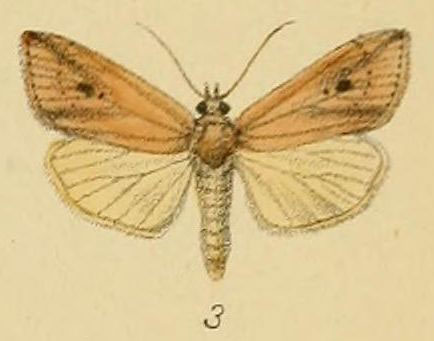 /filer/webapps/moths/media/images/B/bertha_Leucania_HT_Schaus_3.jpg