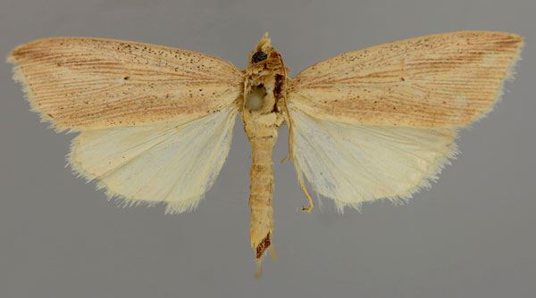 /filer/webapps/moths/media/images/B/bertha_Melionica_A_RMCA_01.jpg