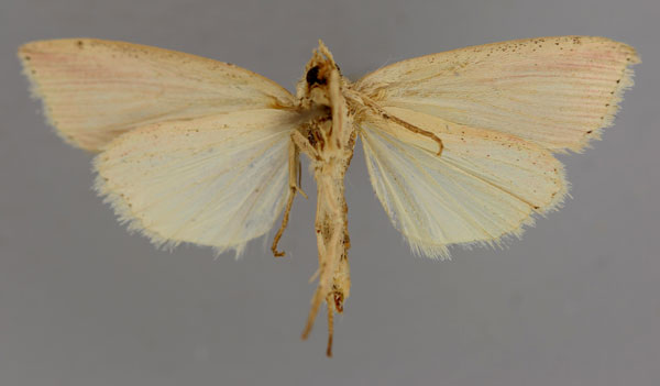 /filer/webapps/moths/media/images/B/bertha_Melionica_A_RMCA_02.jpg