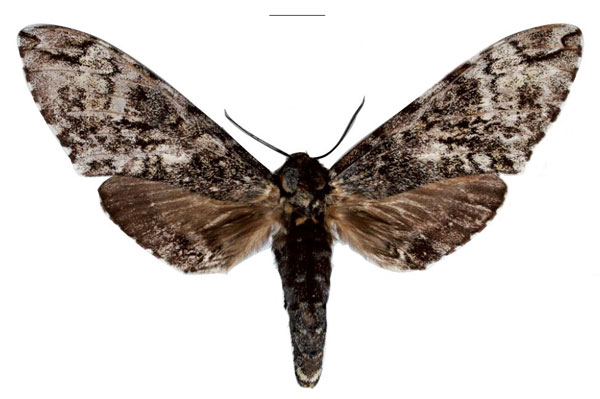 /filer/webapps/moths/media/images/B/bertii_Covelliana_AT_EMEM.jpg