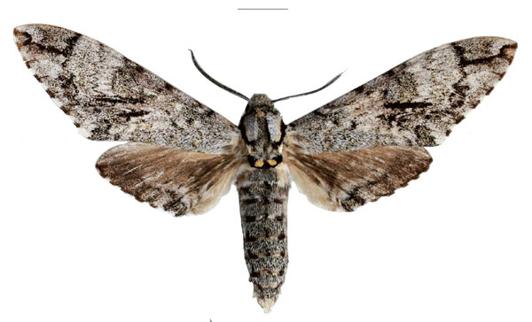 /filer/webapps/moths/media/images/B/bertii_Covelliana_HT_EMEM.jpg