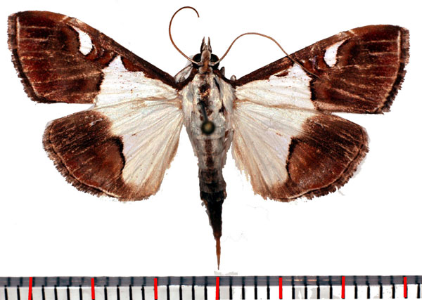 /filer/webapps/moths/media/images/B/bethalis_Viettessa_AF_Poltavsky.jpg