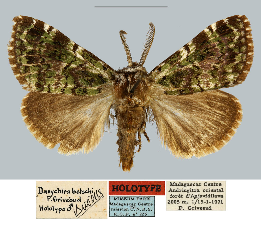 /filer/webapps/moths/media/images/B/betschi_Dasychira_HT_MNHN.jpg
