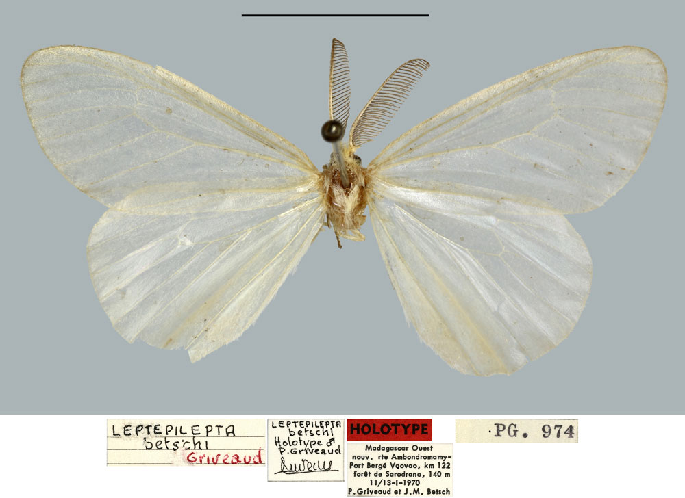 /filer/webapps/moths/media/images/B/betschi_Leptepilepta_HT_MNHN.jpg