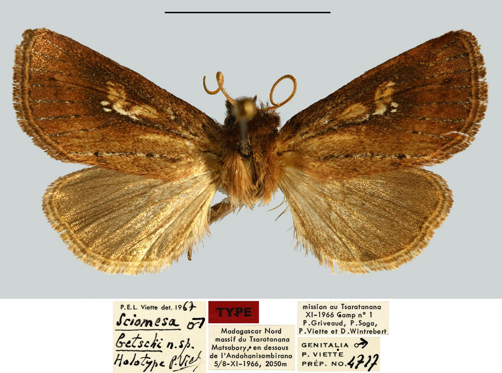 /filer/webapps/moths/media/images/B/betschi_Sciomesa_HT_MNHN.jpg