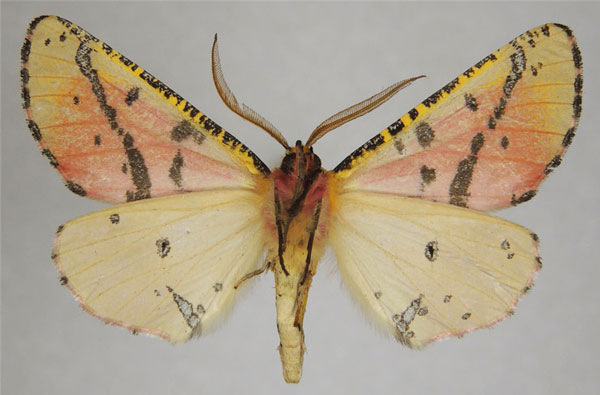 /filer/webapps/moths/media/images/B/betsileanus_Rodophthitus_AM_ZSMb.jpg