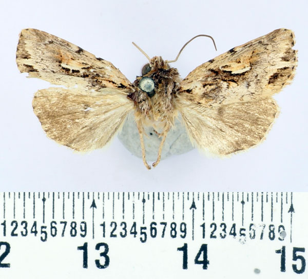 /filer/webapps/moths/media/images/B/betsileo_Maghadena_AM_BMNH.jpg