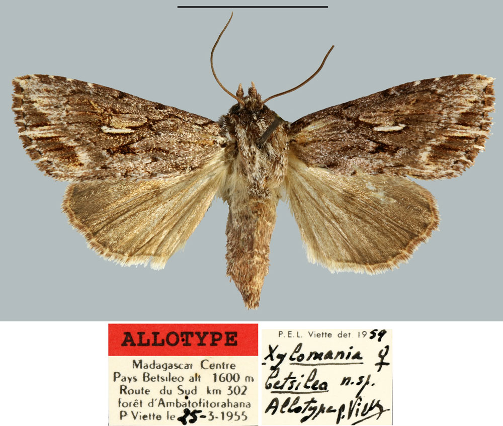 /filer/webapps/moths/media/images/B/betsileo_Xylomania_AT_MNHNa.jpg