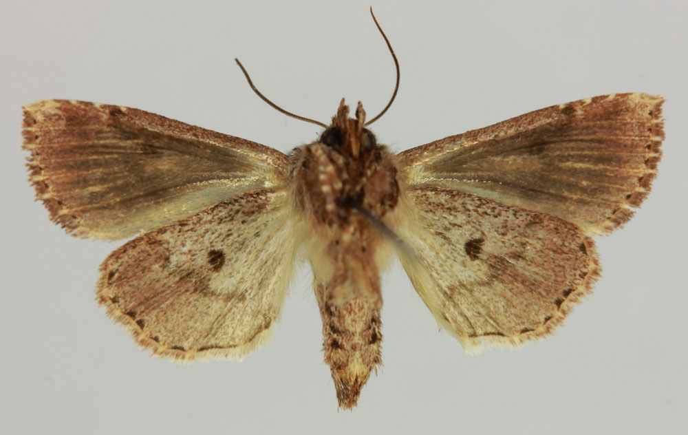 /filer/webapps/moths/media/images/B/betsileo_Xylomania_AT_MNHNb.jpg