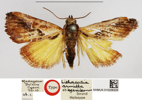 /filer/webapps/moths/media/images/B/betsileonis_Lithacodia_HT_NHMUK.jpg