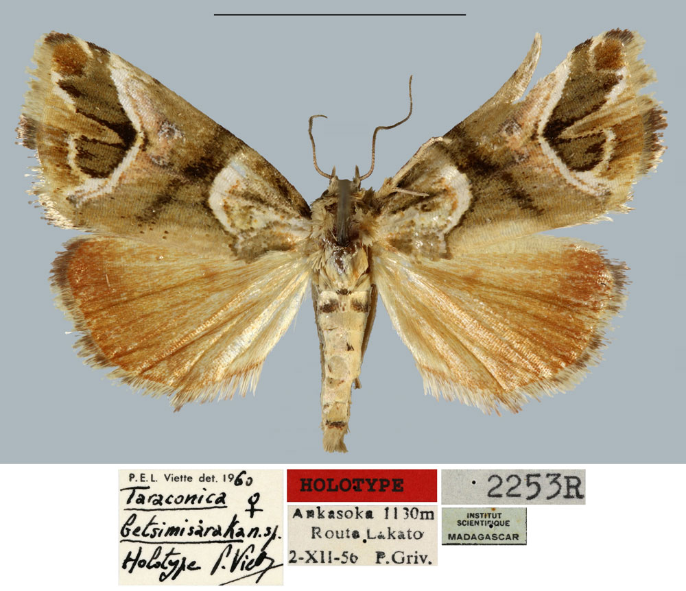 /filer/webapps/moths/media/images/B/betsimisaraka_Taraconica_HT_MNHN.jpg