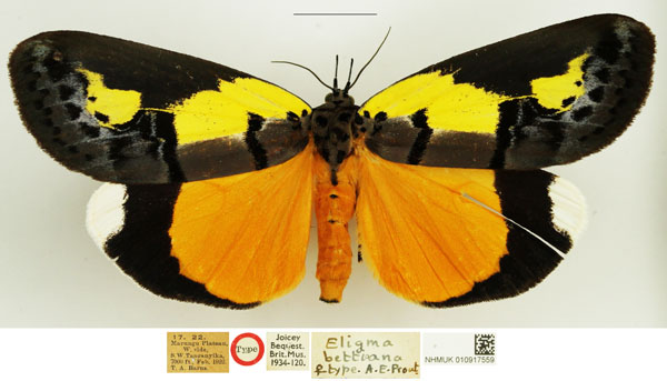 /filer/webapps/moths/media/images/B/bettiana_Eligma_HT_NHMUK.jpg