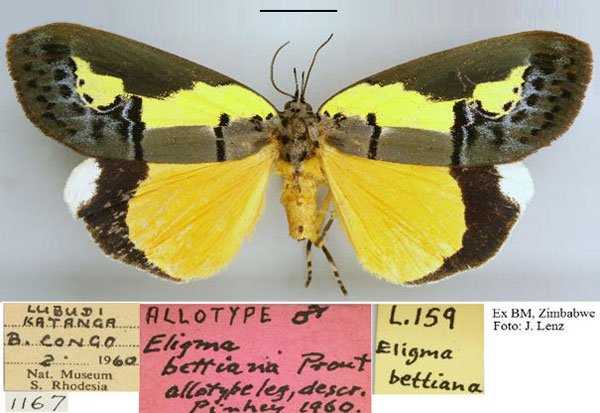 /filer/webapps/moths/media/images/B/bettiana_Eligma_NAT_NMB.jpg