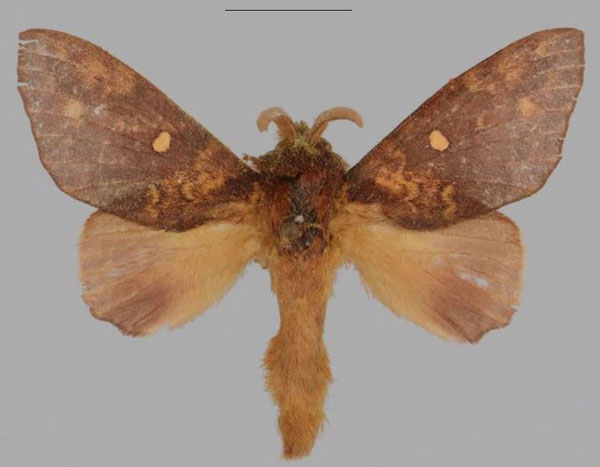 /filer/webapps/moths/media/images/B/bettinae_Hypotrabala_HT_Mueller.jpg