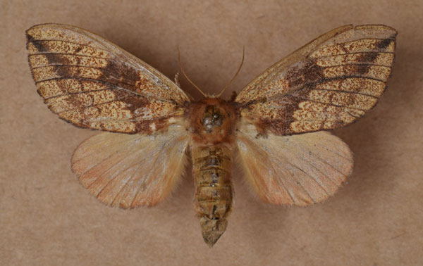 /filer/webapps/moths/media/images/B/bettoni_Trotonotus_AF_Butler.jpg