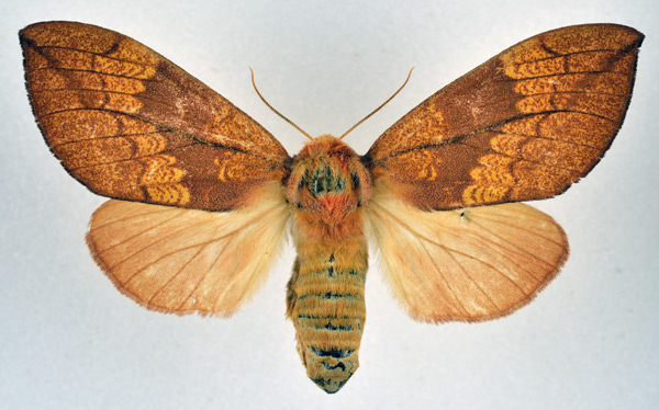 /filer/webapps/moths/media/images/B/bettoni_Trotonotus_AF_NHMO.jpg