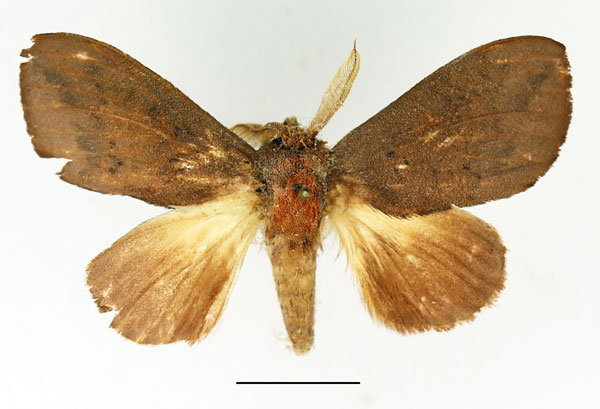/filer/webapps/moths/media/images/B/bettoni_Trotonotus_AM_Basquin_01.jpg