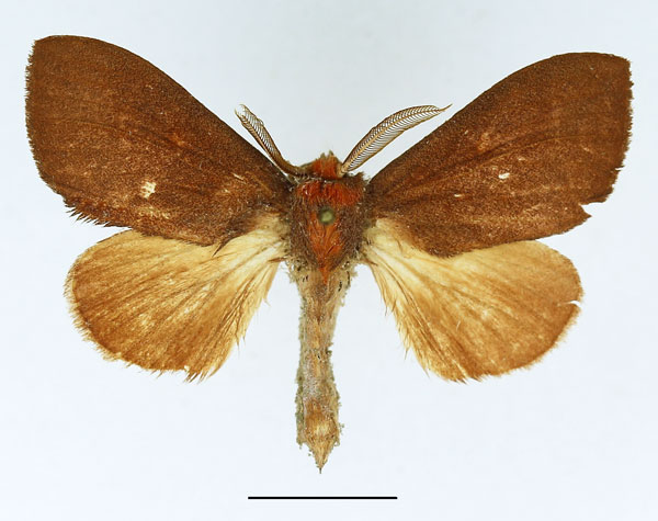/filer/webapps/moths/media/images/B/bettoni_Trotonotus_AM_Basquin_02.jpg