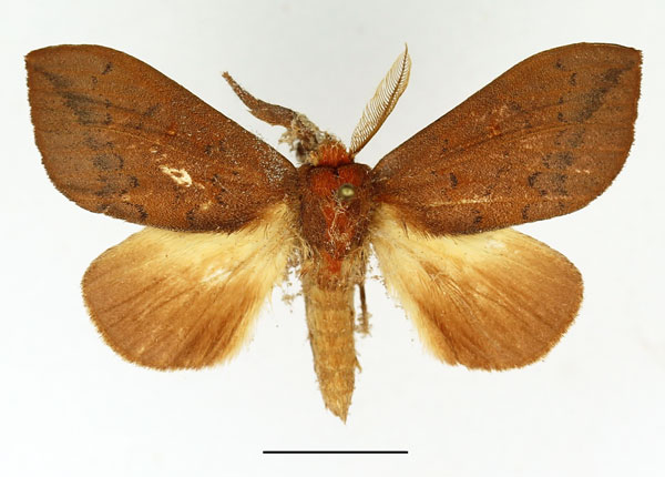 /filer/webapps/moths/media/images/B/bettoni_Trotonotus_AM_Basquin_03.jpg