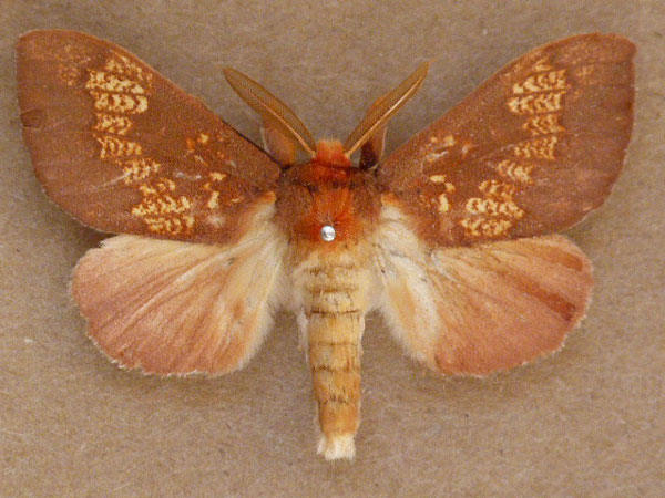 /filer/webapps/moths/media/images/B/bettoni_Trotonotus_A_Butler.jpg