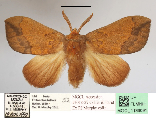/filer/webapps/moths/media/images/B/bettoni_Trotonotus_A_MGCLa_01.JPG